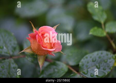 wunderschöne, einzelne orange färbige Rosenknospe - rosaorange Rosenblüte, sich öffnende Rose - gegen das grüne Blätterwerk nach einem regenguss Banque D'Images