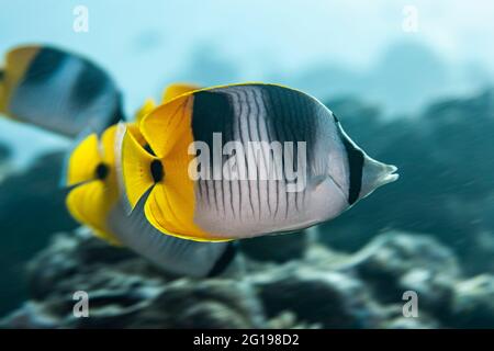 Butterflyfish à double selle, Chaetodon ulietensis, Turtle Cove, Micronésie, Palau Banque D'Images