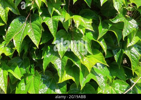 Vue rapprochée des magnifiques feuilles vert foncé du grimpeur mural Boston Ivy Banque D'Images
