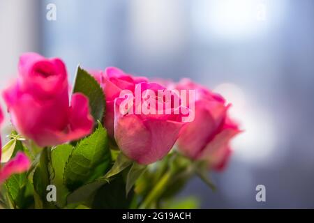 gros plan d'un bouquet de roses roses Banque D'Images