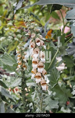 Inflorescence du foxgant laineux, Digitalis lanata, Plantaginaceae Banque D'Images