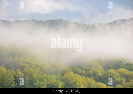 forêt dans le brouillard du matin. beau paysage de la nature au printemps. fond vert de la nature sur un temps ensoleillé Banque D'Images