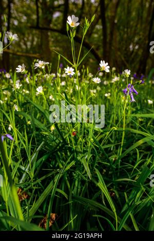 Un coccinelle parmi des fleurs sauvages et des cloches dans les bois. Banque D'Images