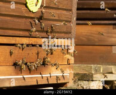 Les abeilles volent vers la ruche, gros plan. Abeilles à l'entrée de l'apiaire. Banque D'Images