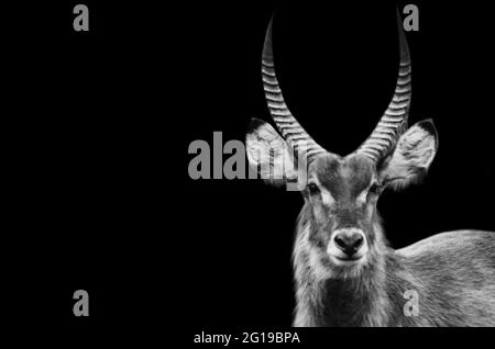 Face en Waterbuck noir et blanc sur fond noir Banque D'Images