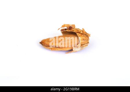 Amande aux amandes isolées sur fond blanc. Amandes fraîches crues avec coquille. Banque D'Images