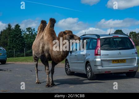 Parc à thème West Midlands Safari Park Birmingham, Angleterre, Royaume-Uni Banque D'Images