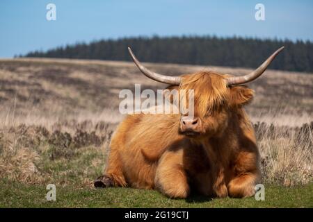 Vache écossaise Highland broutant sur Dartmoor, Devon, Angleterre, Royaume-Uni. Banque D'Images