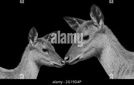 Belle mère et bébé cerf noir et blanc mignon visage gros plan dans le fond noir Banque D'Images