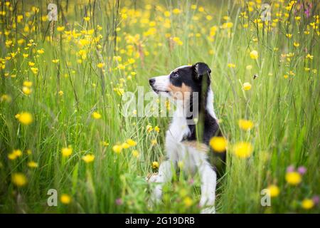 Border Collie chiot dans la prairie de fleurs Banque D'Images