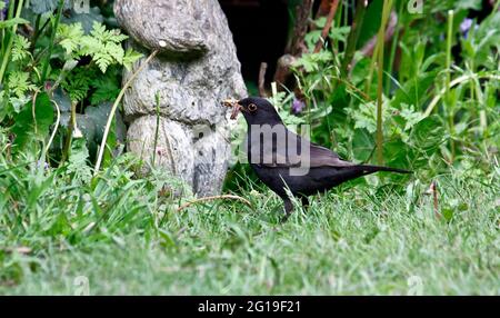 Les oiseaux noirs collectent de la nourriture pour leurs poussins Banque D'Images