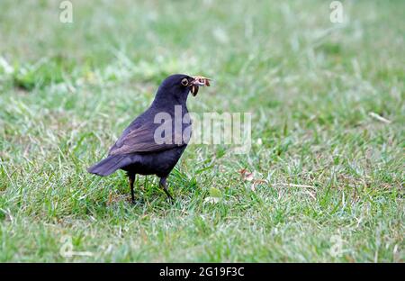 Les oiseaux noirs collectent de la nourriture pour leurs poussins Banque D'Images