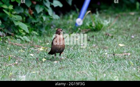 Les oiseaux noirs collectent de la nourriture pour leurs poussins Banque D'Images