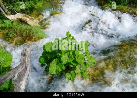 Vue sur la haute herbe, entourée d'une rivière à écoulement rapide. Le parc national des lacs de Plitvice est un site classé au patrimoine mondial de l'UNESCO en Croatie Banque D'Images