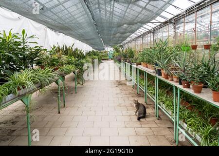 Intérieur de serre avec des rangées de plantes de maison poussent dans des pots pour la vente. Plantes de maison vertes en serre Banque D'Images