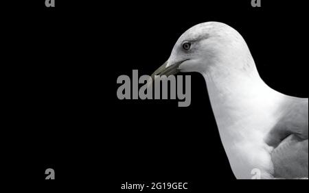 Jolie tête de mouette blanche sur fond noir Banque D'Images