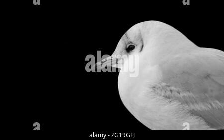 Joli petit mouette à tête noire sur fond noir Banque D'Images