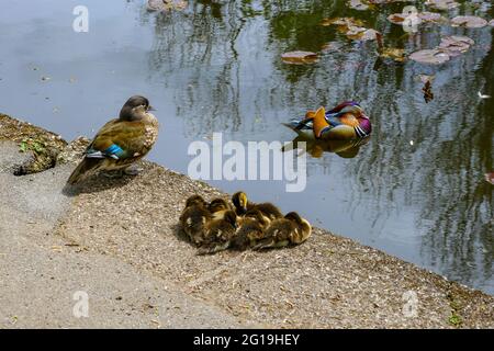 Mandarin Duck Family, au barrage de Wiremmill, été à Sheffield, dans le Yorkshire du Sud, au nord de l'Angleterre, ROYAUME-UNI Banque D'Images