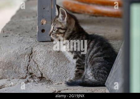 Sangju Gyeongsangbukdo Coree Du Sud 6 Juin 21 Un Chat Errant Se Trouve A La Ferme De Village De Sangju En Coree Du Sud Environ 30 Des Chats Isoles Proteges Par