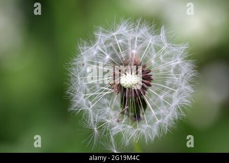 Barbe de Goatsbeard, Tragopogon pratensis, tête de fleur gros plan avec des graines de plumes se brisant et un arrière-plan flou des feuilles. Banque D'Images