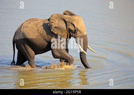 Grand éléphant mâle d'Afrique (Loxodonta africana) marcher dans une rivière, Kruger National Park, Afrique du Sud Banque D'Images