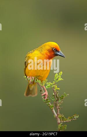 Homme Cape weaver (Ploceus capensis) perché sur une branche, Afrique du Sud Banque D'Images