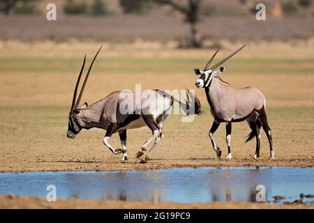 Les antilopes gemsbok (Oryx gazella) à un point d'eau, désert du Kalahari, Afrique du Sud Banque D'Images