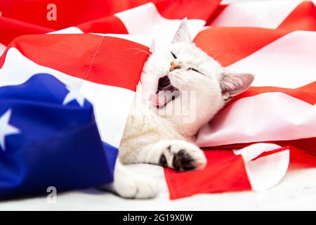 Le chat britannique argenté se trouve sur le drapeau américain. Chat patriotique. Symbole USA. En attendant le jour de l'indépendance. Banque D'Images