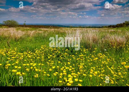 La ville verte de Sheffield, vue de l'ouest, Ringinglow. South Yorkshire, nord de l'Angleterre, Royaume-Uni avec des butterbutterbups jaunes au premier plan Banque D'Images