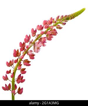 Lupin rose isolé sur fond blanc. Bourgeon de fleur sauvage d'été Lupin. Fleur sauvage lilas. Banque D'Images