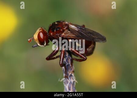 Conopid Fly - Sicus ferrugineus Banque D'Images