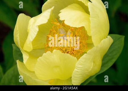 Paeonia mlokosewitschii fleur, pivoine jaune Paeonia fleur jaune-citron en forme de bol avec des étamines jaunes profondes Paeonia daurica Banque D'Images