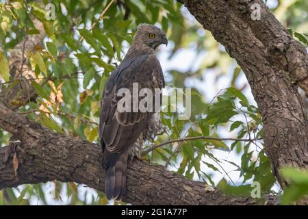 Un grand faucon-aigle à crête (Nisaetus cirratus), perché sur une branche d'arbre. Également appelé faucon-aigle modifiable. Un grand oiseau de proie. Banque D'Images