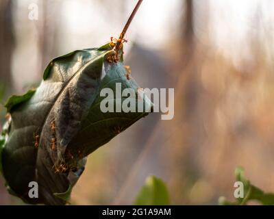 Gros plan de feuilles enveloppées comme un nid de fourmis rouges Banque D'Images