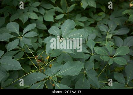 Les feuilles de l'arbre Aesculus indica sont en gros plan Banque D'Images