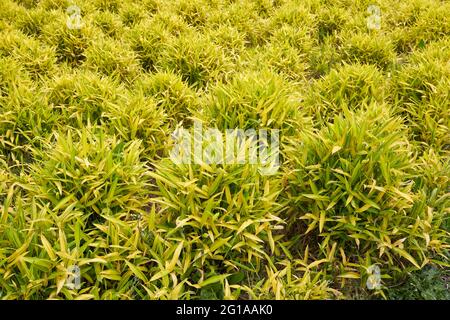 Pleioblastus viridistriatus plantes dans un jardin ornemental Banque D'Images