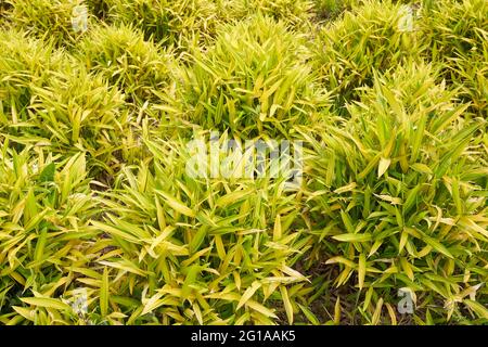 Pleioblastus viridistriatus plantes dans un jardin ornemental Banque D'Images