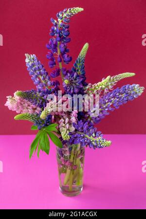 Un bouquet de lupins dans un vase. Fleurs d'été multicolores roses et violets sur fond lumineux. Boutons lupin. Copier l'espace. Banque D'Images