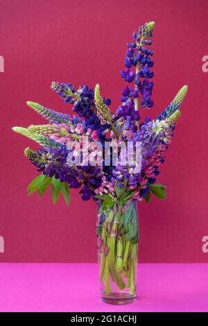 Un bouquet de lupins dans un vase. Fleurs d'été multicolores roses et violets sur fond lumineux. Boutons lupin. Copier l'espace. Banque D'Images