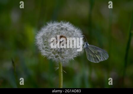 Un papillon blanc en bois (Leptidea sinapis) reposant sur la tête d'un pissenlit (Taraxacum officinale) Banque D'Images