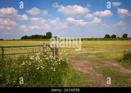 Réserve naturelle de Bislicher Insel sur le Bas Rhin près de Xanten, paysage de plaine inondable, Rhénanie-du-Nord-Westphalie, Allemagne. Naturschutzgebiet Bislicher ins Banque D'Images