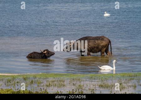 Buffles d'eau dans la réserve naturelle de Bislicher Insel sur la Basse-Rhin près de Xanten, paysage de plaine d'inondation, Rhénanie-du-Nord-Westphalie, Allemagne. Wasserbue Banque D'Images