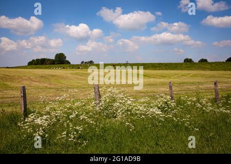 Réserve naturelle de Bislicher Insel sur le Bas Rhin près de Xanten, paysage de plaine inondable, Rhénanie-du-Nord-Westphalie, Allemagne. Naturschutzgebiet Bislicher ins Banque D'Images