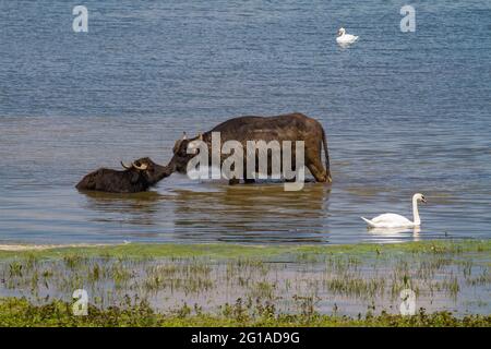 Buffles d'eau dans la réserve naturelle de Bislicher Insel sur la Basse-Rhin près de Xanten, paysage de plaine d'inondation, Rhénanie-du-Nord-Westphalie, Allemagne. Wasserbue Banque D'Images