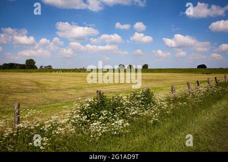 Réserve naturelle de Bislicher Insel sur le Bas Rhin près de Xanten, paysage de plaine inondable, Rhénanie-du-Nord-Westphalie, Allemagne. Naturschutzgebiet Bislicher ins Banque D'Images