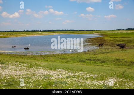 Buffles d'eau dans la réserve naturelle de Bislicher Insel sur la Basse-Rhin près de Xanten, paysage de plaine d'inondation, Rhénanie-du-Nord-Westphalie, Allemagne. Wasserbue Banque D'Images