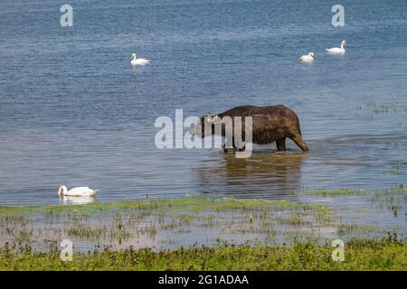 Buffle d'eau dans la réserve naturelle de Bislicher Insel sur la Basse-Rhin près de Xanten, paysage de plaine d'inondation, Rhénanie-du-Nord-Westphalie, Allemagne. Wasserbuef Banque D'Images