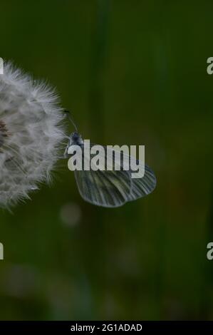 Un papillon blanc en bois (Leptidea sinapis) reposant sur la tête d'un pissenlit (Taraxacum officinale) Banque D'Images