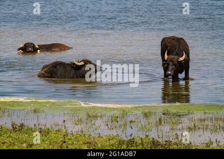 Buffles d'eau dans la réserve naturelle de Bislicher Insel sur la Basse-Rhin près de Xanten, paysage de plaine d'inondation, Rhénanie-du-Nord-Westphalie, Allemagne. Wasserbue Banque D'Images