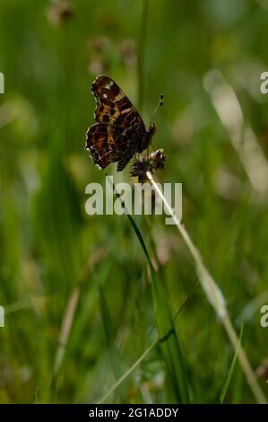 La carte (Araschnia levana) est un papillon de la famille des Nymphalidae, papillon brun et orange, gros plan. Banque D'Images